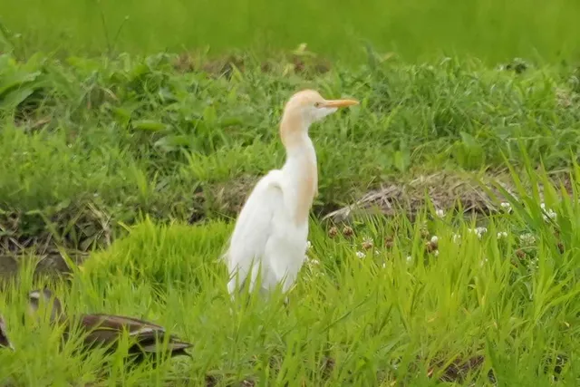 野鳥の写真