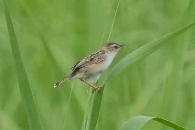 野鳥の写真