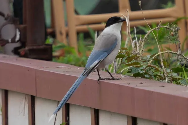 野鳥の写真