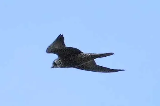 野鳥の写真