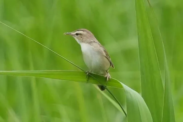 野鳥の写真