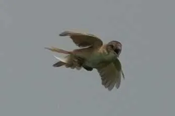 野鳥の写真