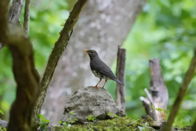野鳥の写真