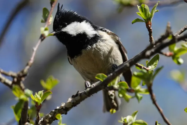 野鳥の写真