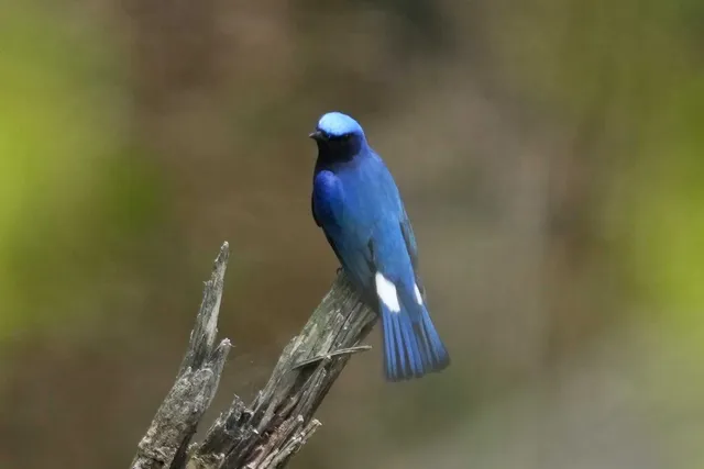野鳥の写真