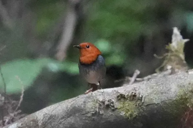 野鳥の写真