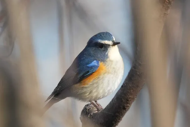 野鳥の写真