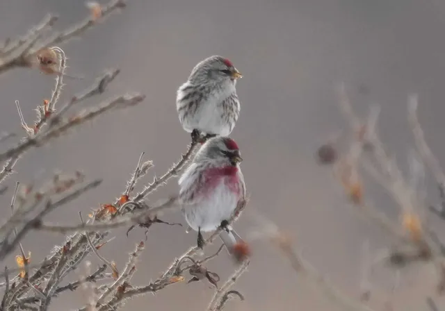野鳥の写真