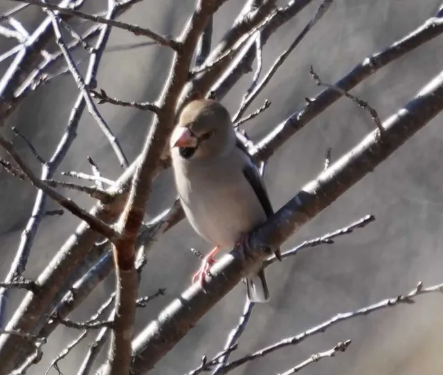 野鳥の写真