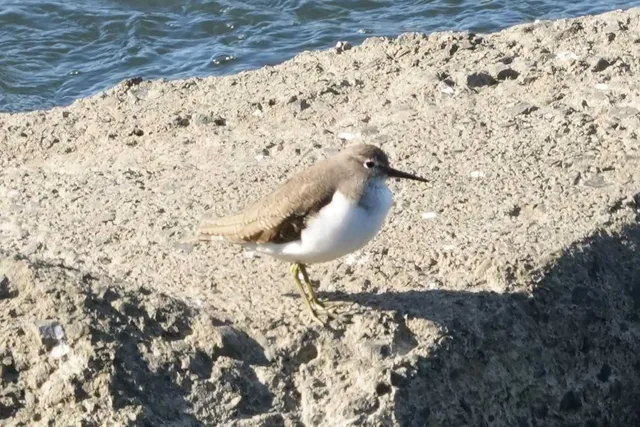 野鳥の写真