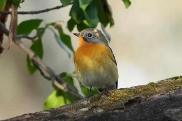 野鳥の写真