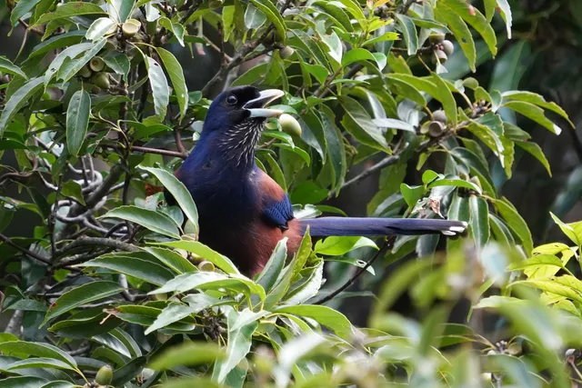 野鳥の写真