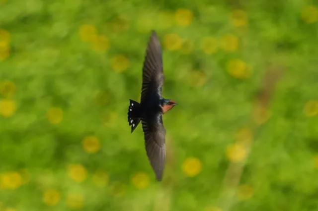 Species Image
