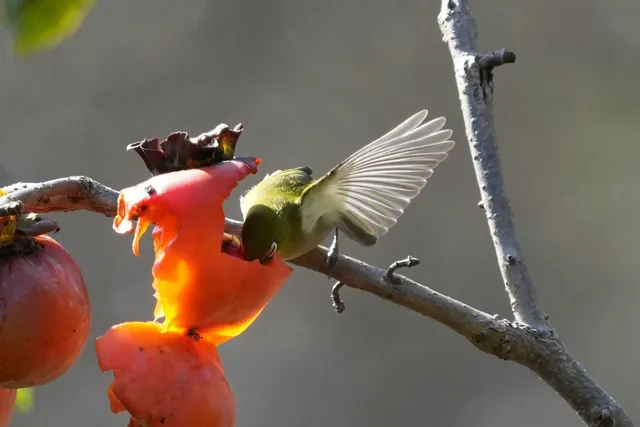 野鳥の写真