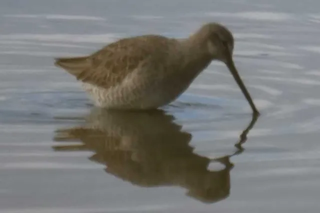 野鳥の写真