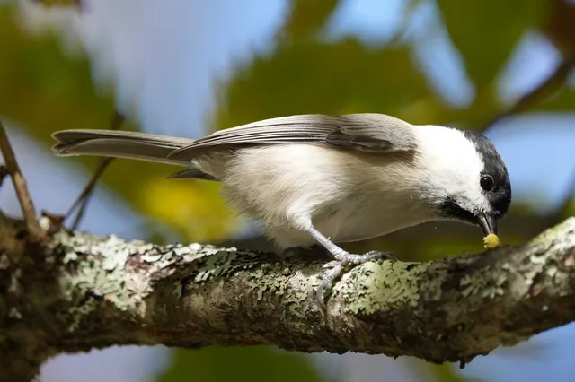 野鳥の写真