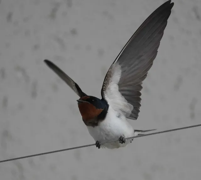 野鳥の写真