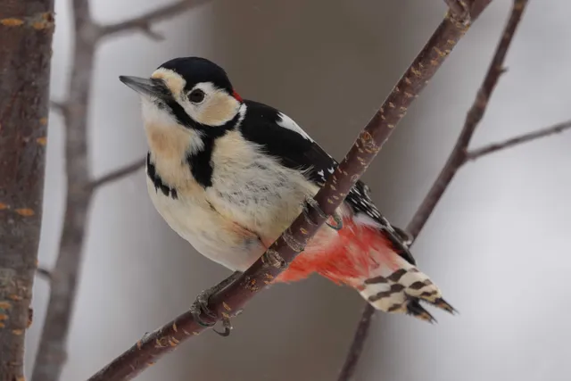 野鳥の写真