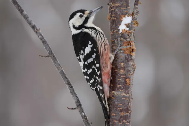 野鳥の写真