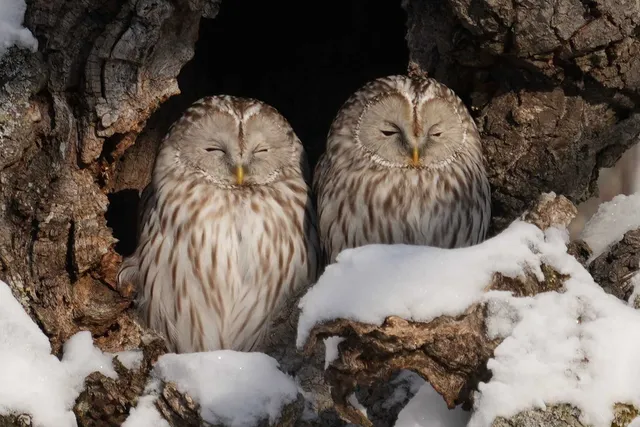 野鳥の写真