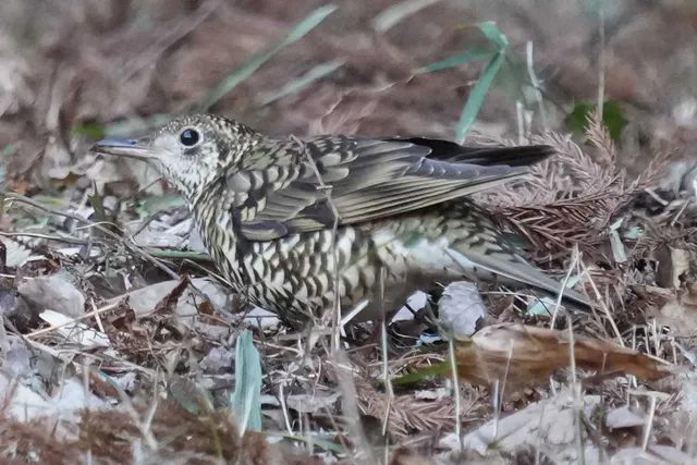 野鳥の写真