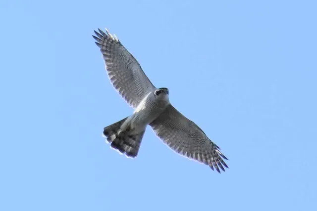 野鳥の写真