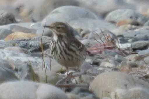 Species Image
