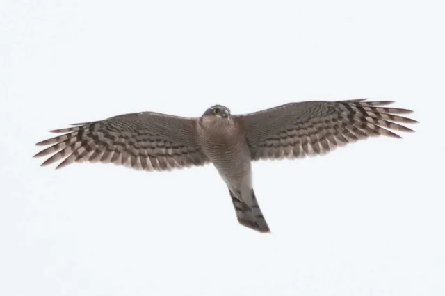 野鳥の写真