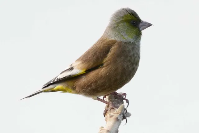 野鳥の写真