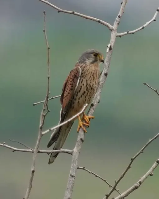 野鳥の写真