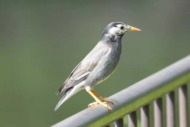 野鳥の写真