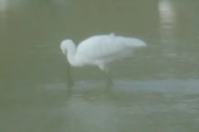 野鳥の写真