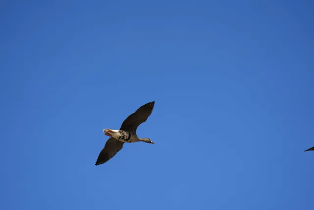 野鳥の写真