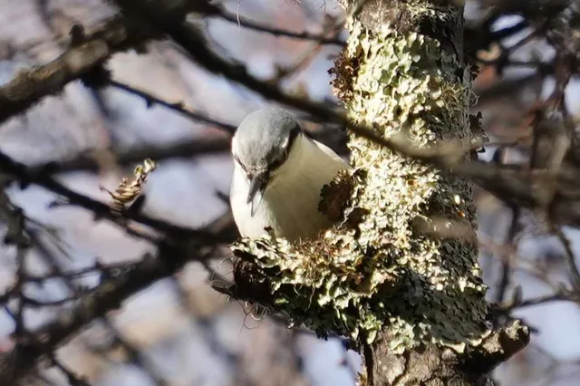 野鳥の写真