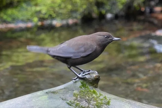 野鳥の写真