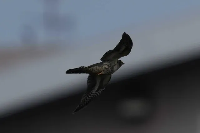 野鳥の写真
