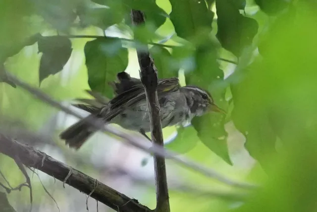 野鳥の写真