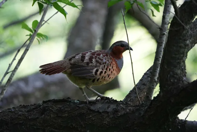 野鳥の写真