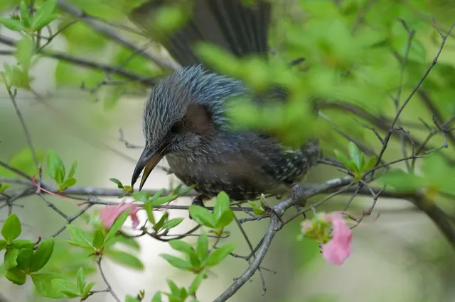 野鳥の写真