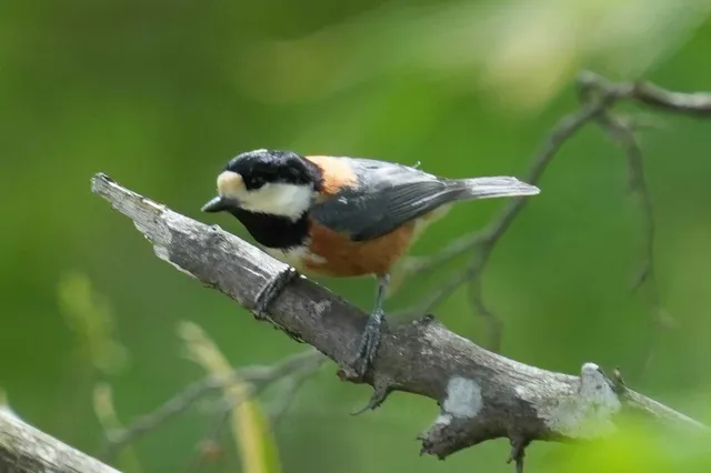 野鳥の写真