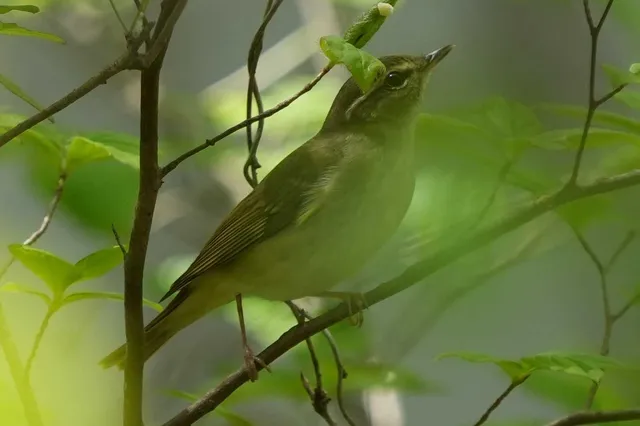 野鳥の写真