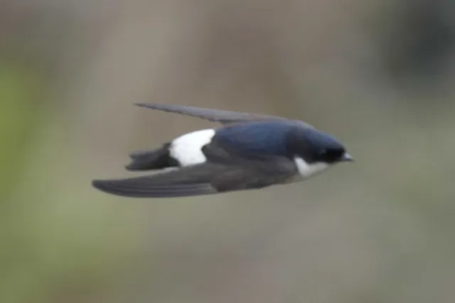野鳥の写真