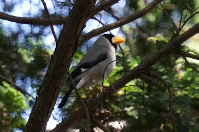 野鳥の写真