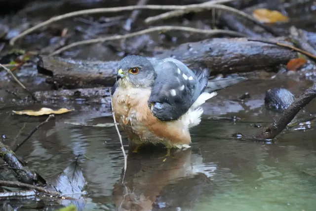 野鳥の写真