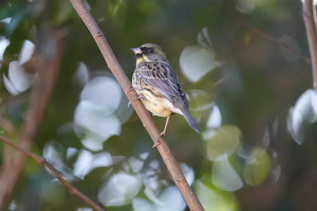 野鳥の写真