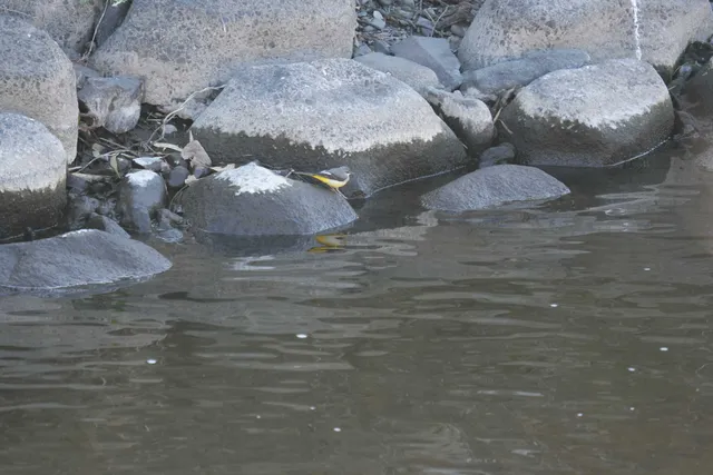 野鳥の写真