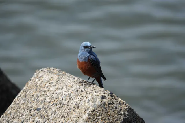 野鳥の写真