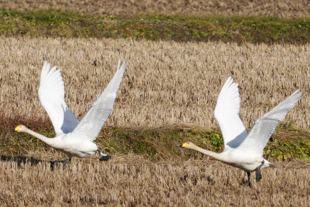 野鳥の写真