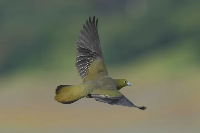 野鳥の写真