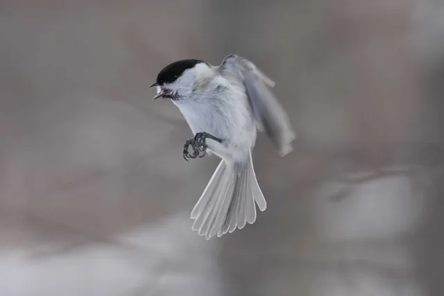 野鳥の写真